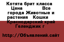 Котята брит класса › Цена ­ 20 000 - Все города Животные и растения » Кошки   . Краснодарский край,Геленджик г.